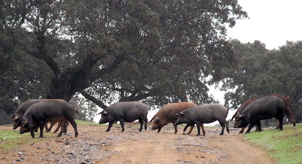 Cáceres cuenta con una despensa natural